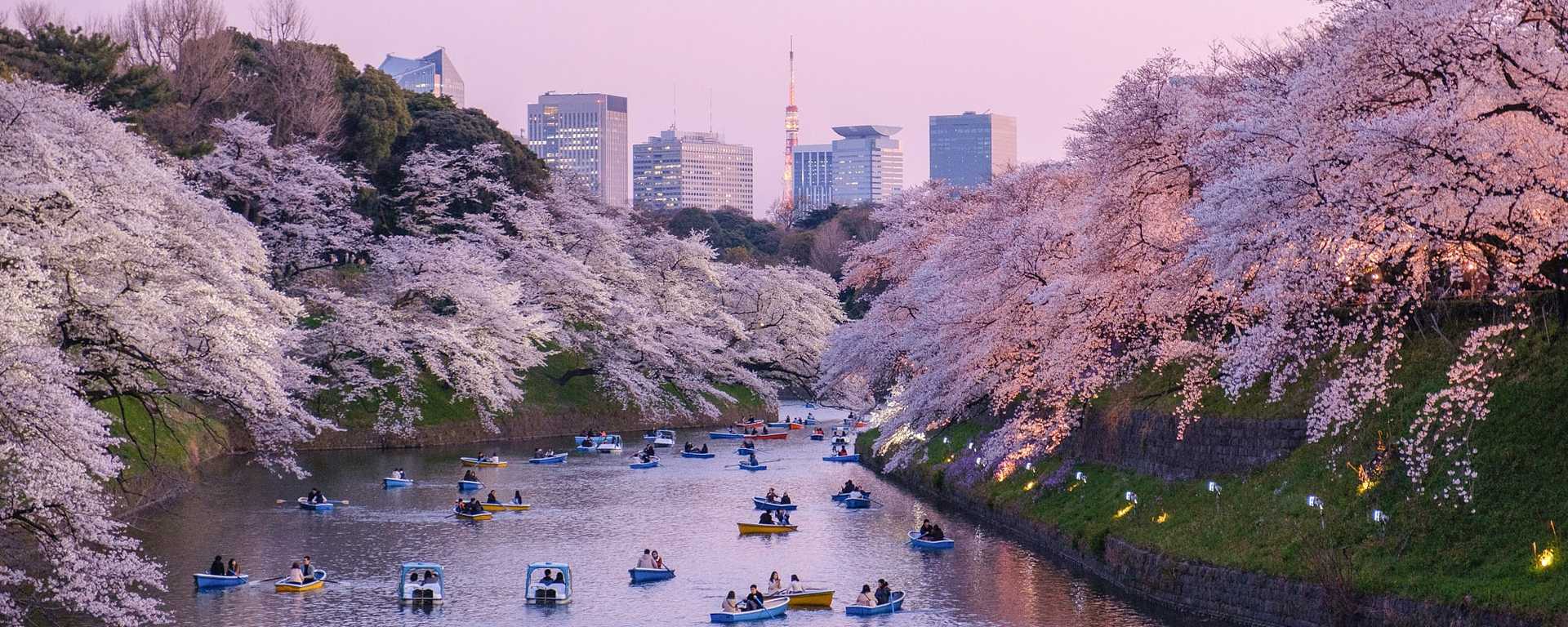 Couples boating on a cherry blossom lined river in Chiyoda, Japan