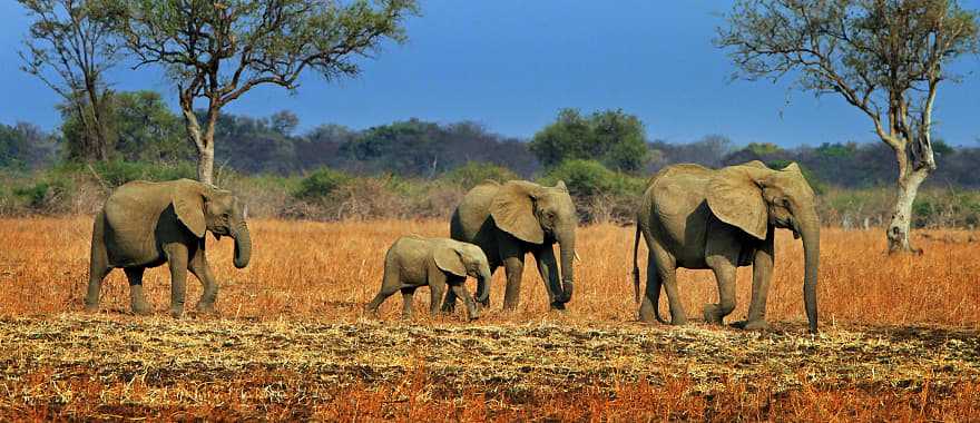 African elephants in Zambia