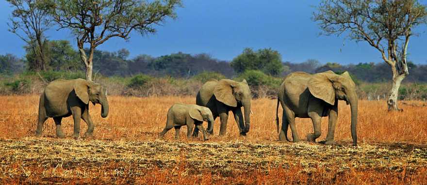 African elephants in Zambia African elephants in Zambia