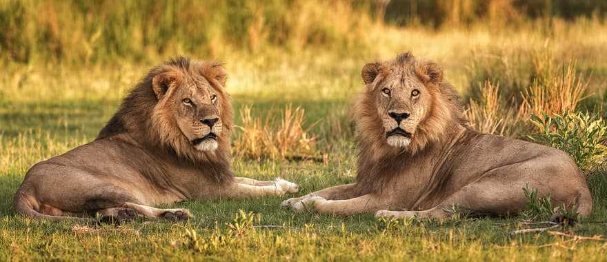 Lions at Moremi Game Reserve, Botswana