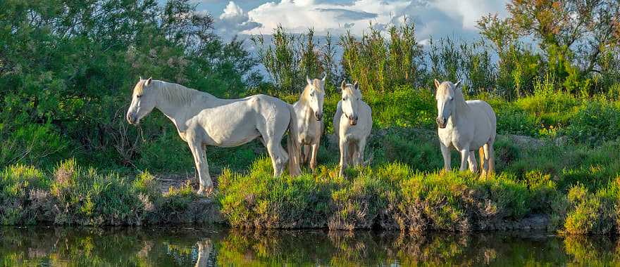 White Camargue horses in Camargue nature reserve, France