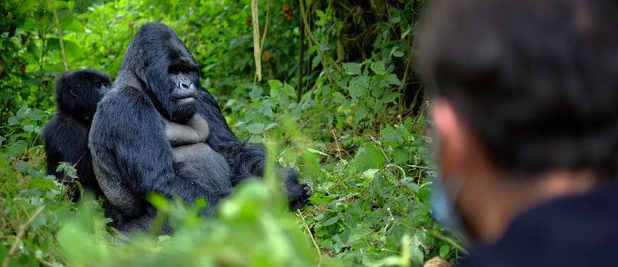 Tourist observing mountain gorilla in the African jungle