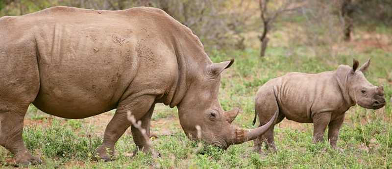 Rhinoceros in Tarangire National Park