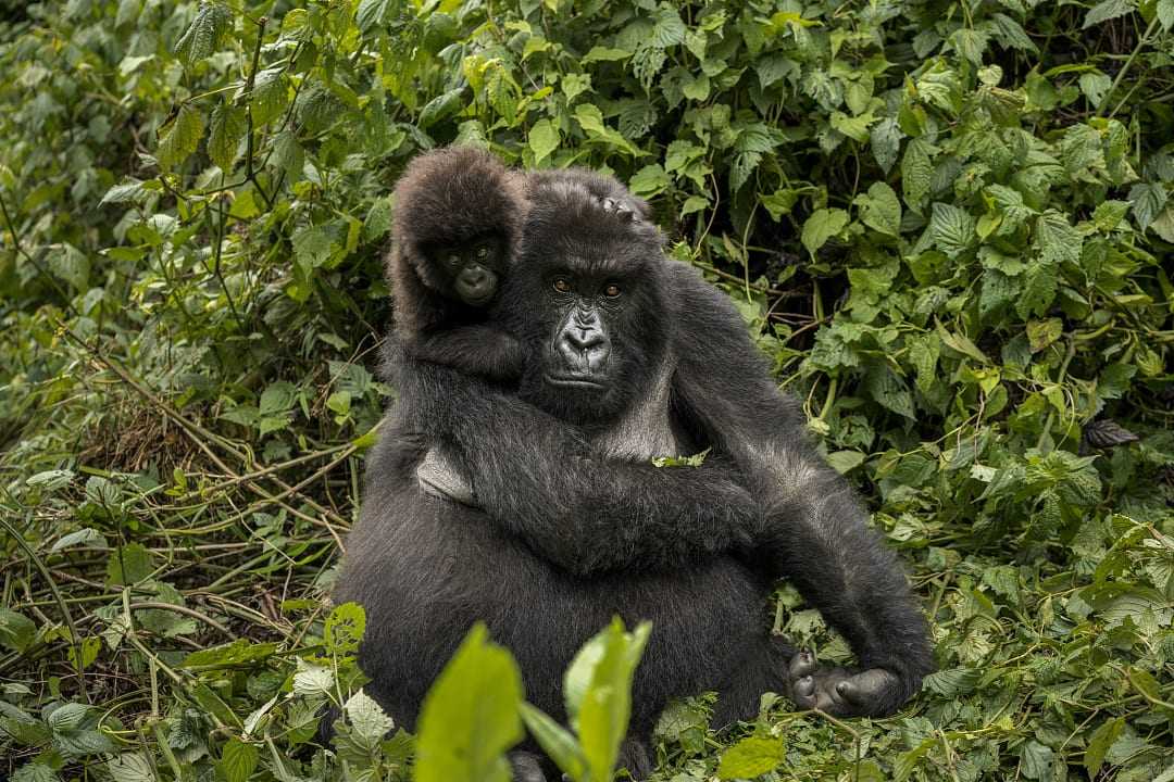 Female mountain gorilla with her baby in Volcanoes National Park, Rwanda