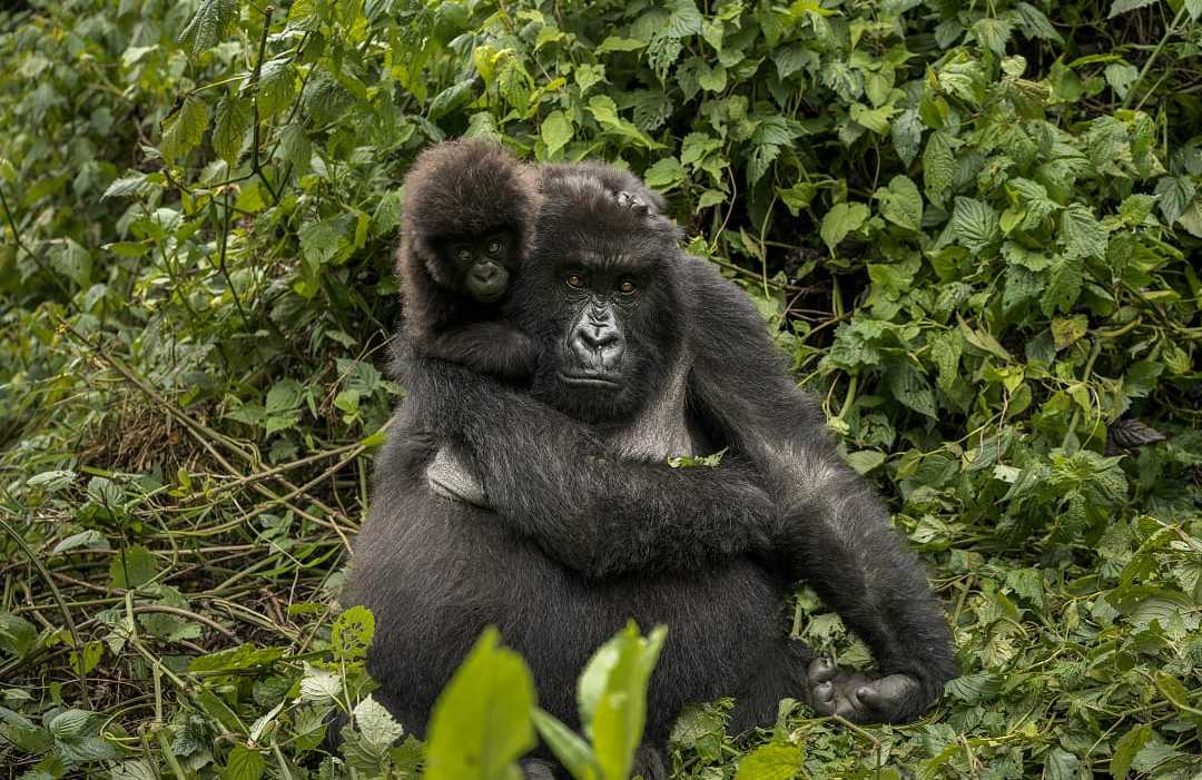 Female mountain gorilla with her baby in Volcanoes National Park, Rwanda