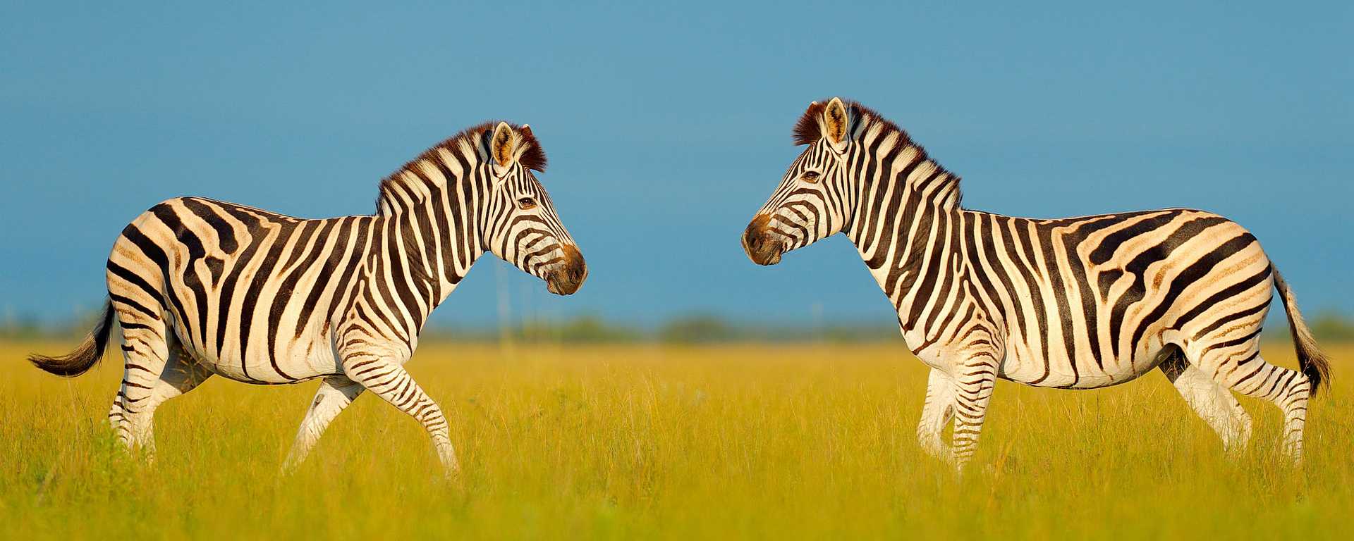 Two zebras in the grasslands of Nxai National Park, Botswana