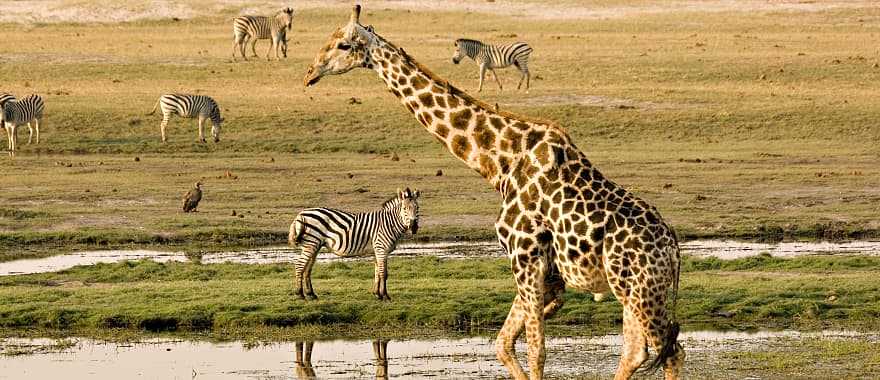 Wildlife on the Chobe River, Botswana
