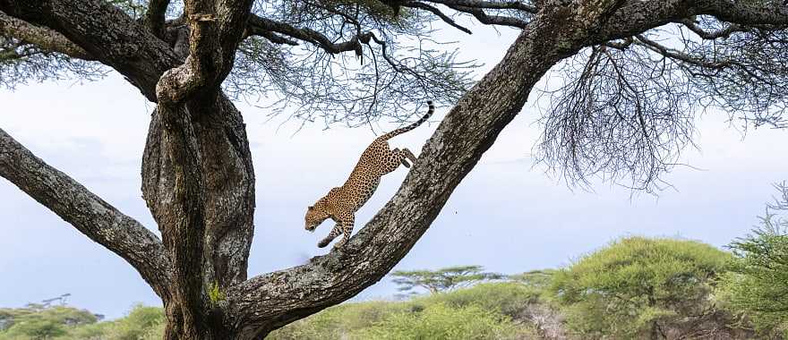 Leopard running down tree in Tanzania