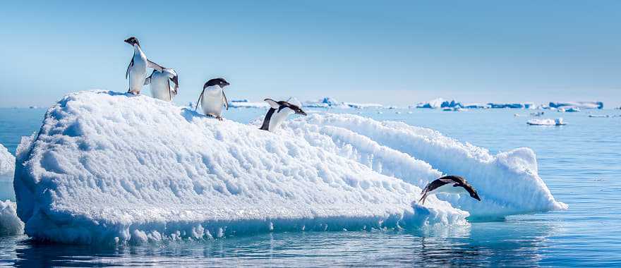 Penguins jumping from iceberg in Antarctica