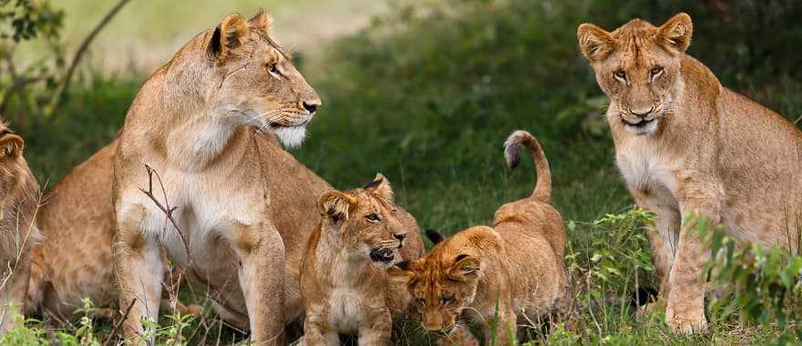 Perfect African Safari Adventure: Masai Mara, Serengeti & Gorilla Trekking