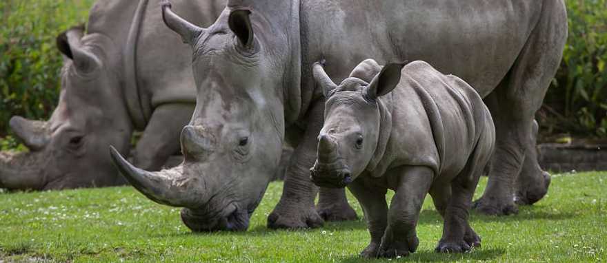 Kruger & Sabi Sands Safari for First Timers Kruger & Sabi Sands Safari for First Timers