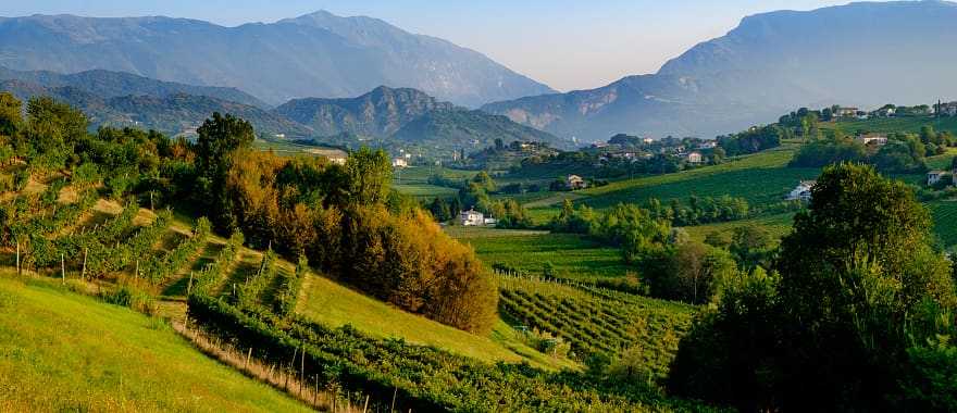 Nature enchants when you contemplate the vineyards of the Treviso province.