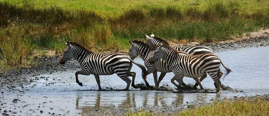 Zebras crossing river in Kruger National Park, South Africa