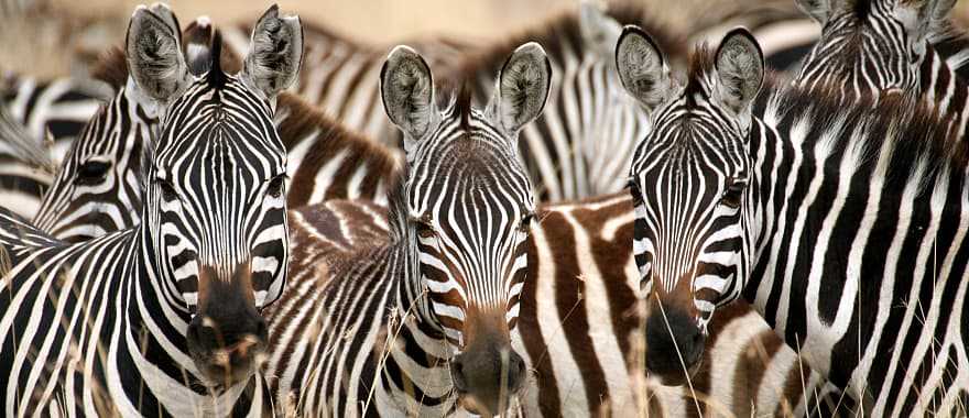 Zebras in the grass, Masai Mara, Kenya