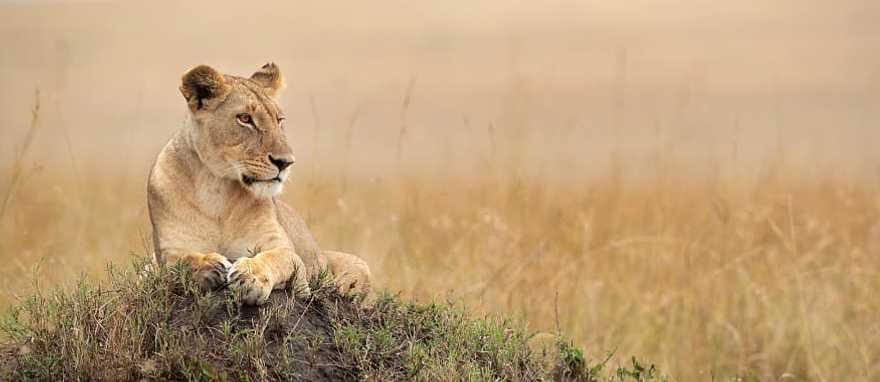 Hot air balloon over Masai Mara National Reserve in Kenya Hot air balloon over Masai Mara National Reserve in Kenya
