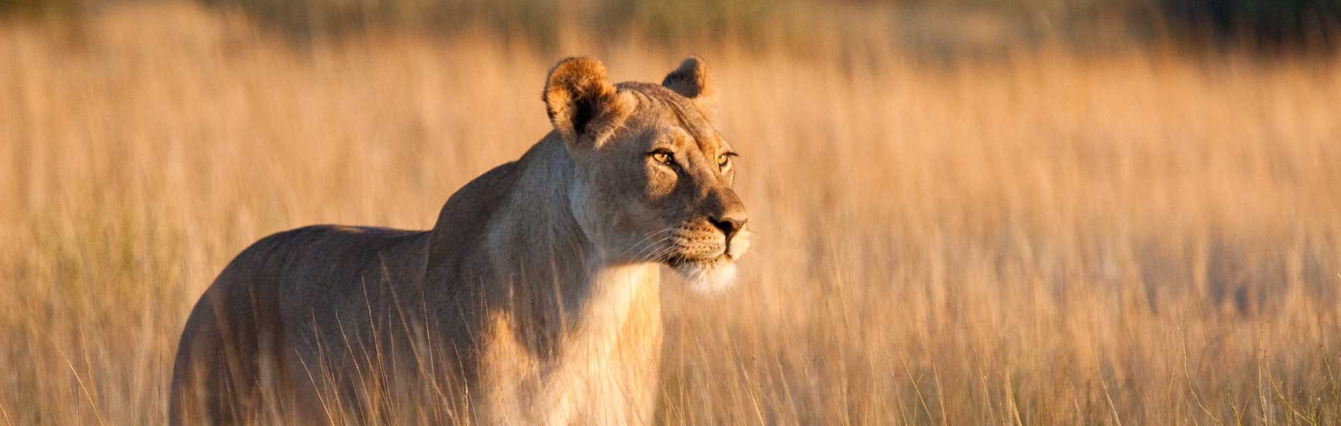Lioness in long grass in Botswana, Africa