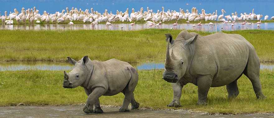 Rhinos by the lake in South Africa