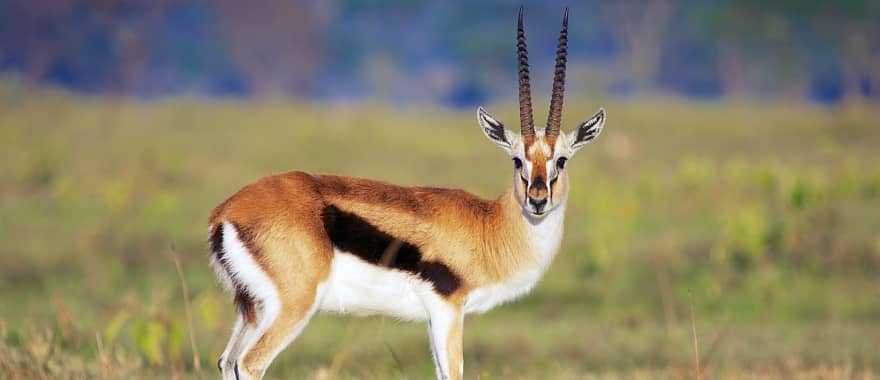 Gazelle in the African savanna