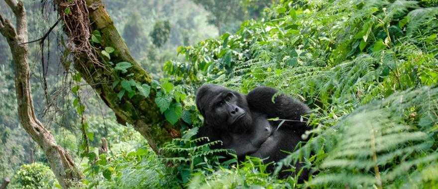 Dominant male gorilla in Bwindi Impenetrable Rainforest National Park, Uganda