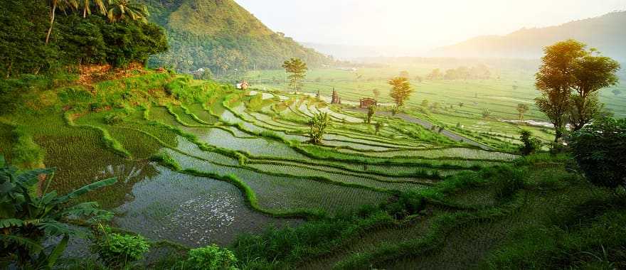 Rice terrace landscape in Bali, Indonesia