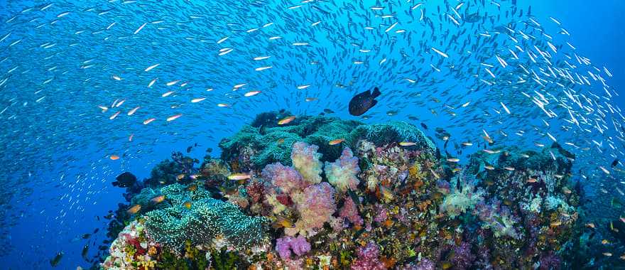 Colorful coral with schools of fish in the Similan Islands