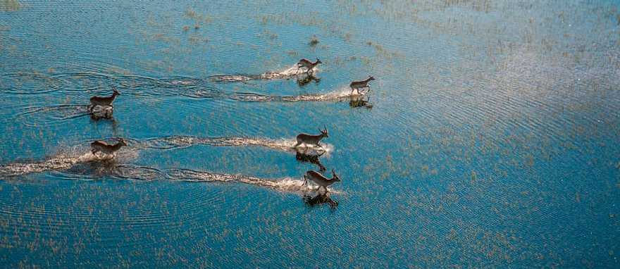Antelopes running on the Okavango Delta river Antelopes running on the Okavango Delta river