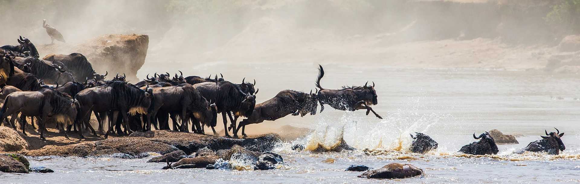 Wildebeest jumping into Mara River in Kenya