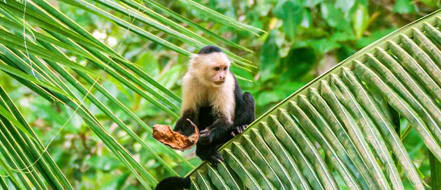 Capuchin monkeys in Manuel Antonio National Park, Costa Rica