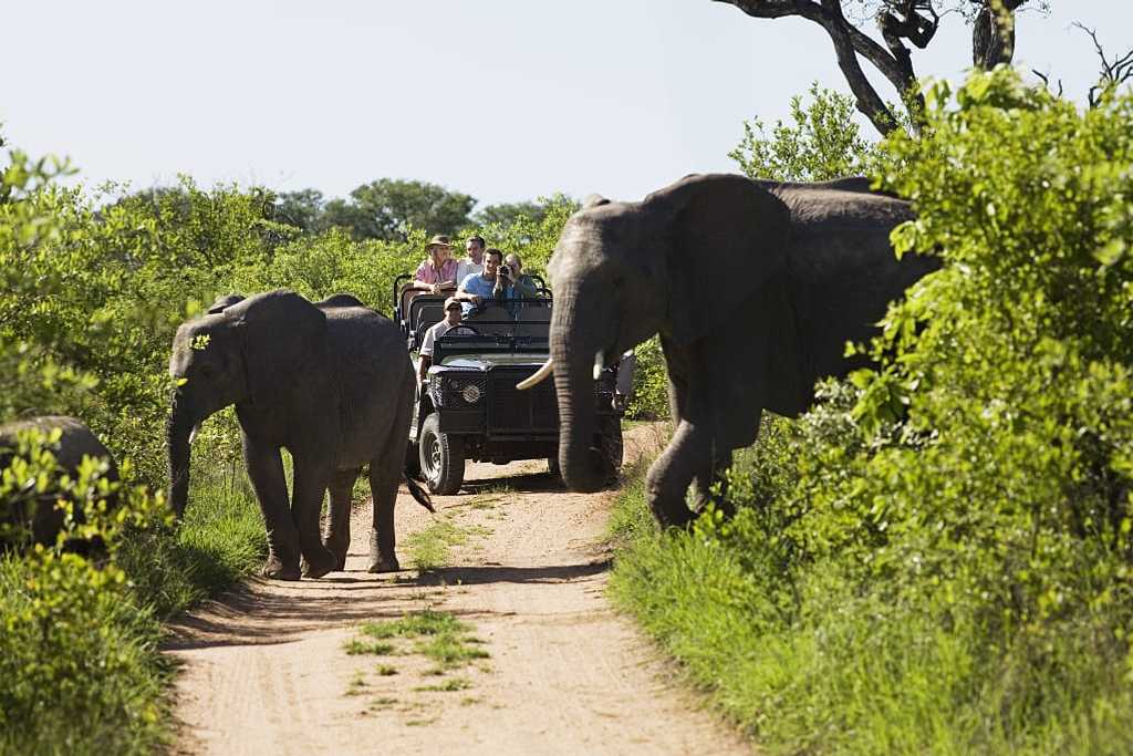 Elephants crossing dirt road in South Africa