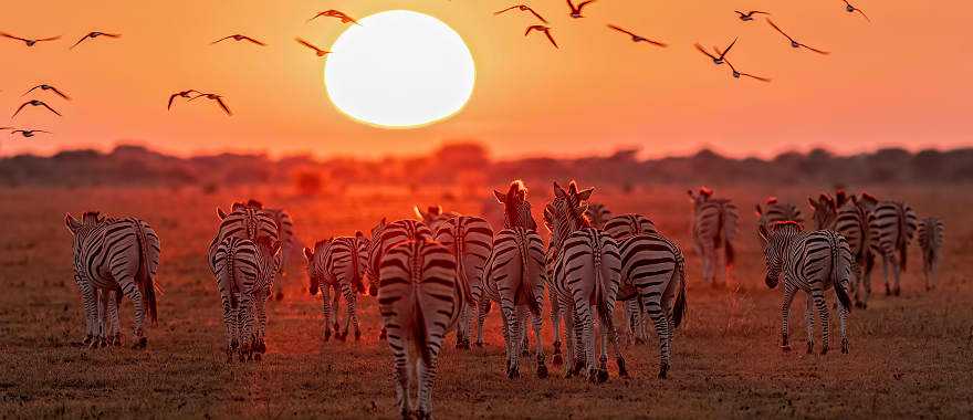 Zebras in Botswana at sunset