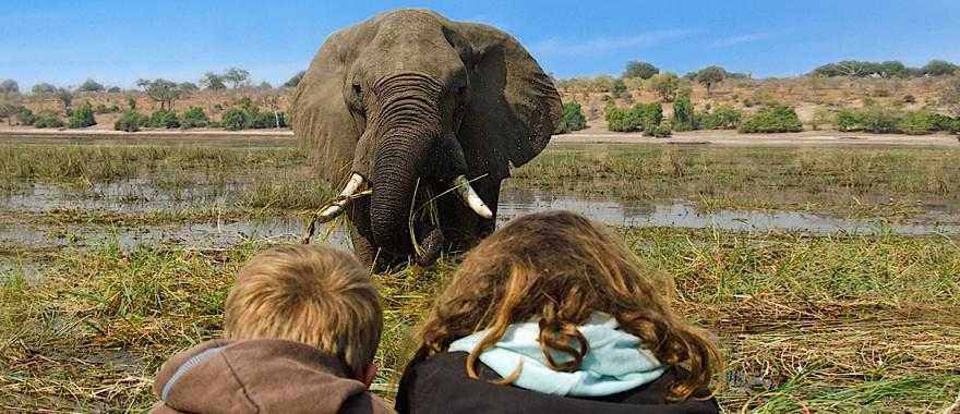 Two kids observing an elephant in Chobe National Park, Botswana