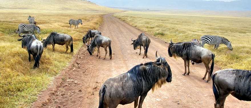 Wildebeest and zebras on the road in Serengeti during migration