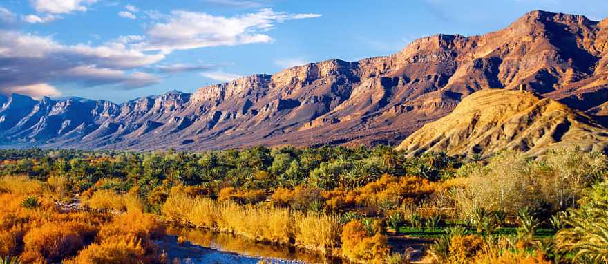 Lush oasis in the moroccan desert