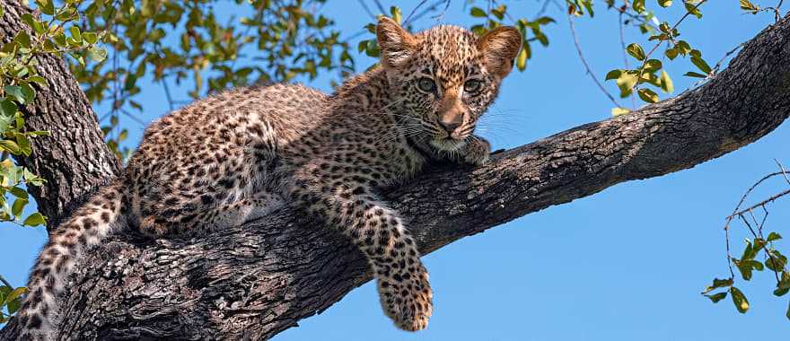 Leopard cub in MalaMala Game Reserve, Sabi Sands, South Africa