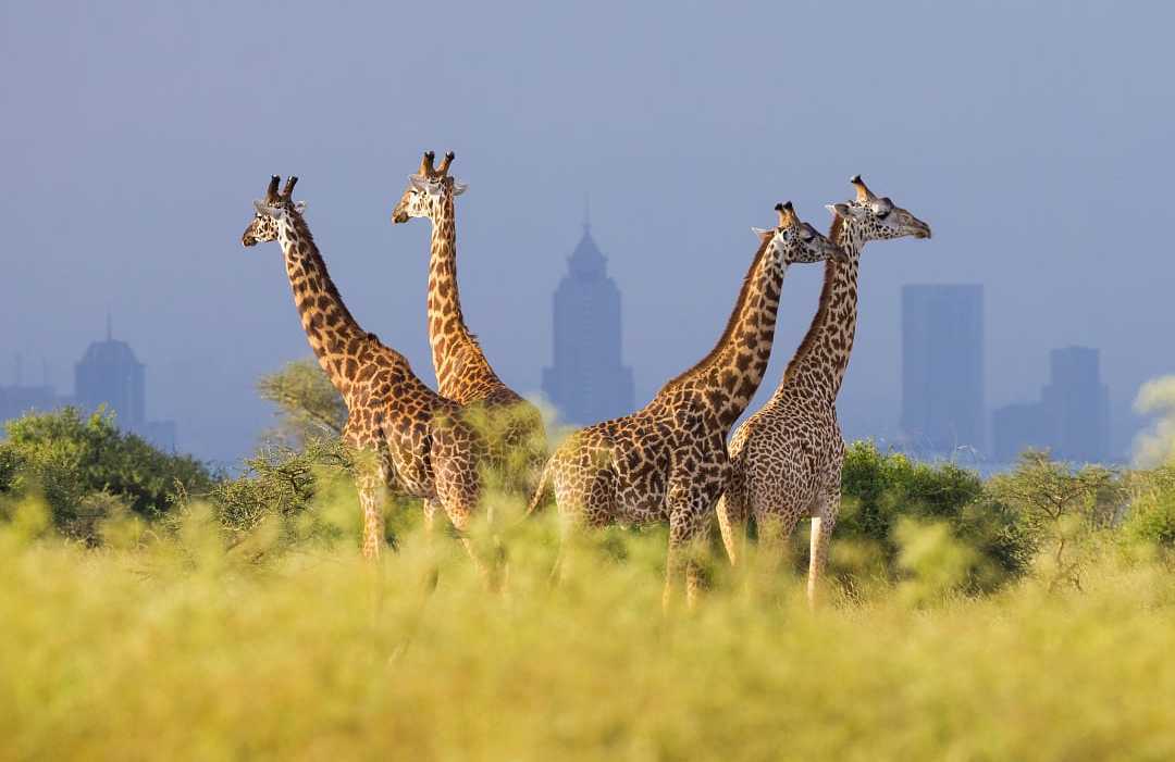 Nairobi National Park with the city skyline in the background