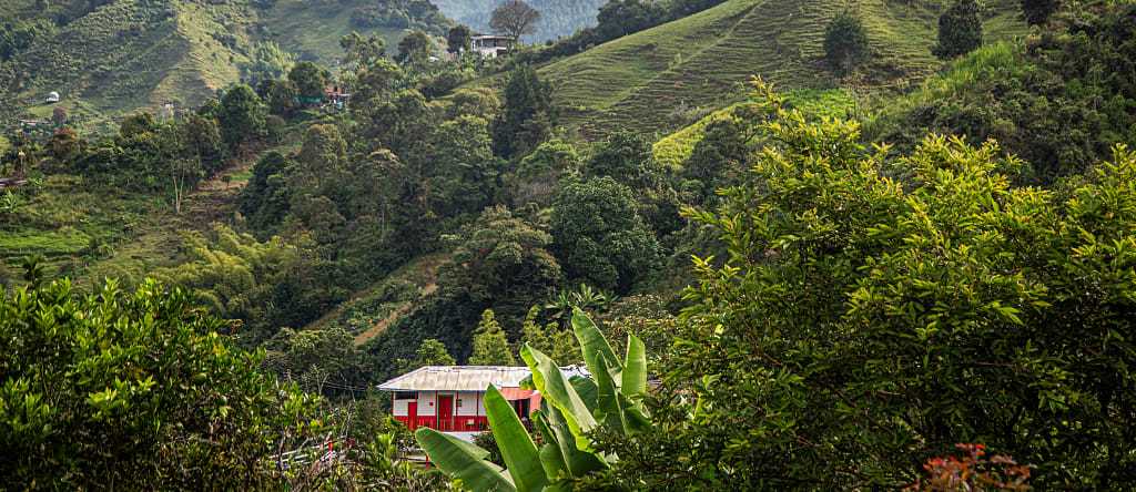 Coffee plantation in Colombia Coffee culture landscape in Colombia