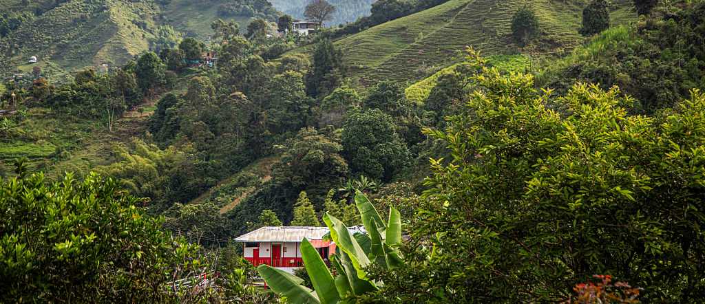 Coffee plantation in Colombia Coffee culture landscape in Colombia