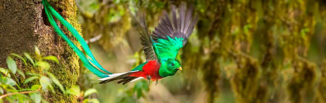 Costa Rica Tours & Vacation Packages 2025-2026 | Zicasso