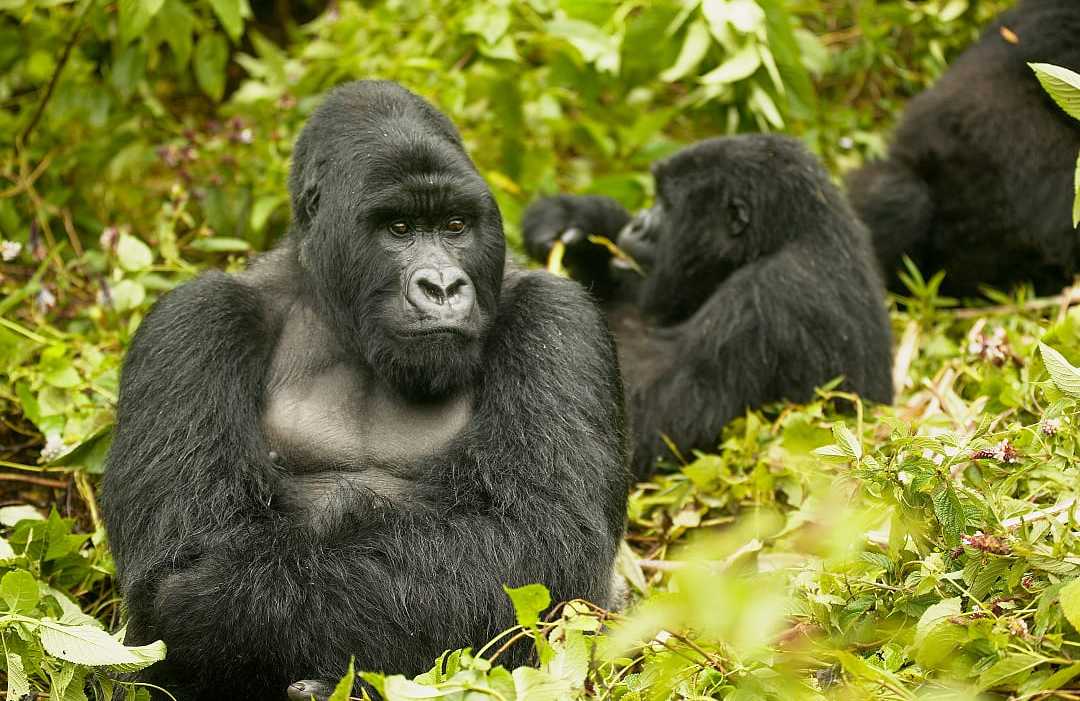Bwindi Impenetrable Forest National Park, Uganda
