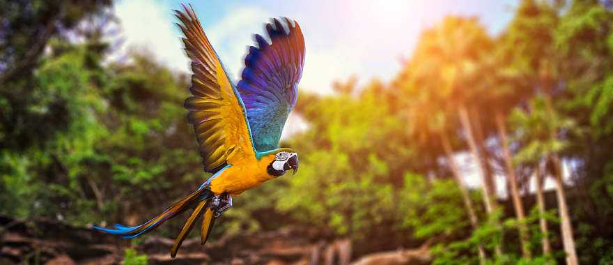Ara parrot in the rainforest, Costa Rica