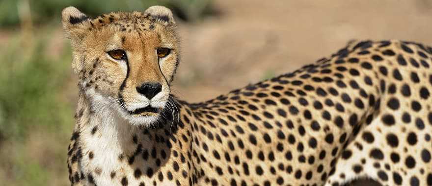 Cheetah on the African savanna