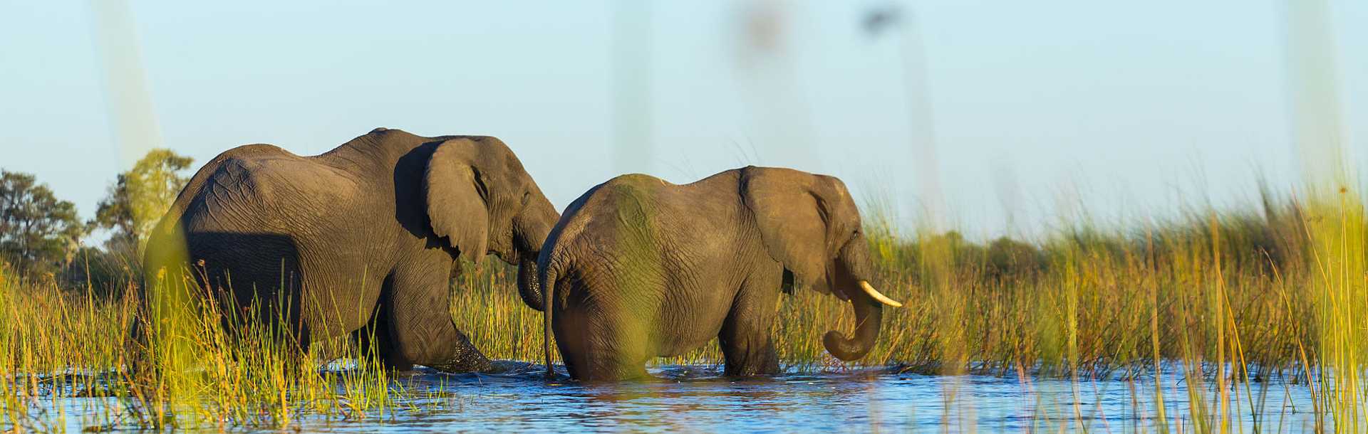Elephants in the Okavango Delta, Botswana