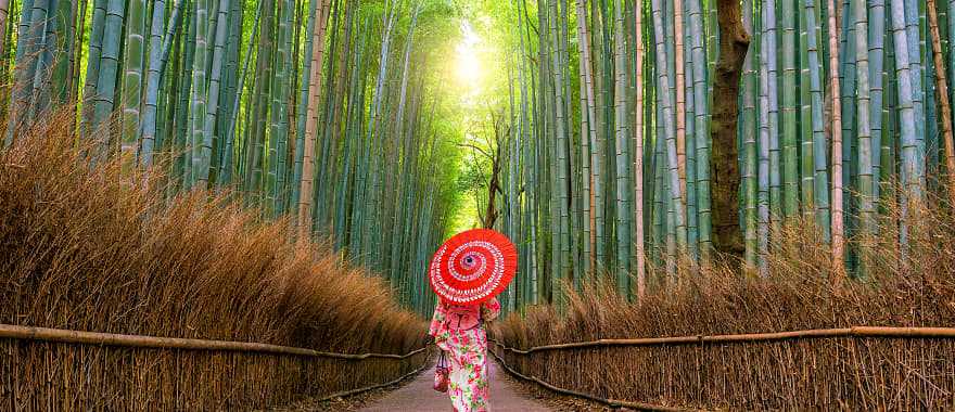 Geisha walking through Sagano Bamboo Forest in the Arashiyama district of Kyoto, Japan
