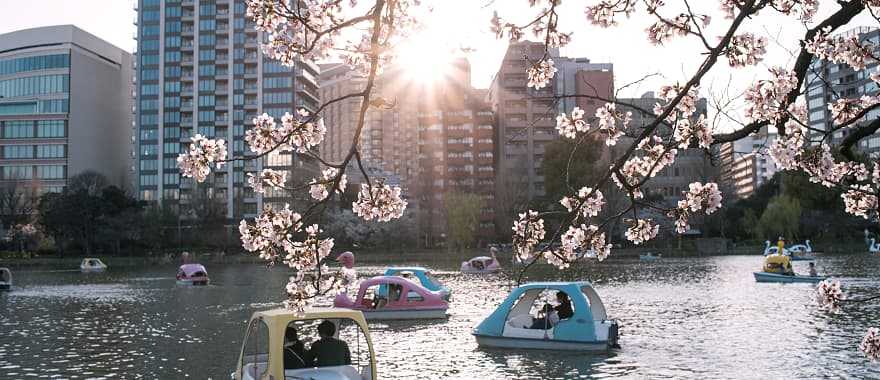 Families enjoying cherry blossoms from boats on Shinobazu Pond at Ueno Park in Tokyo, Japan