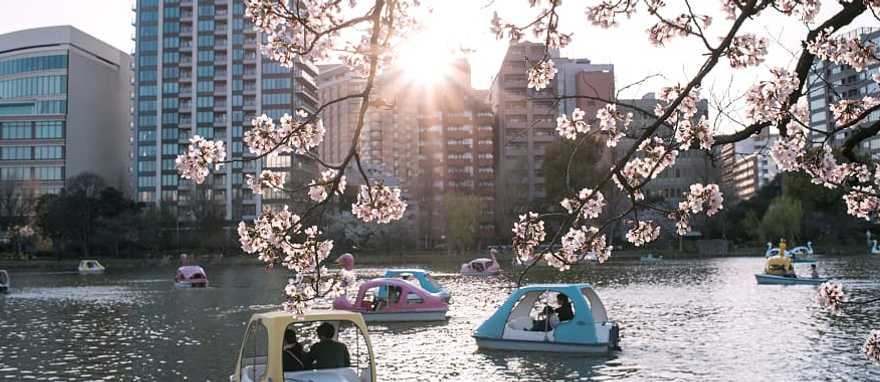 Families enjoying cherry blossoms from boats on Shinobazu Pond at Ueno Park in Tokyo, Japan