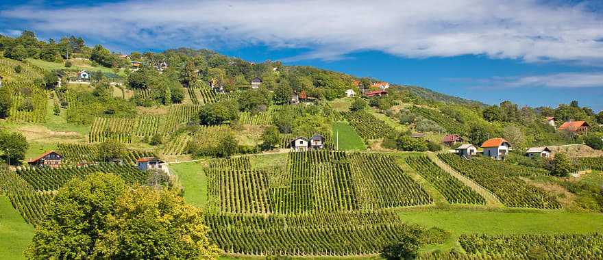 Vineyards in the hills of Croatia