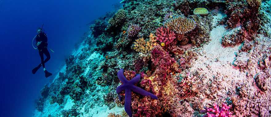 Scuba diver in Fiji