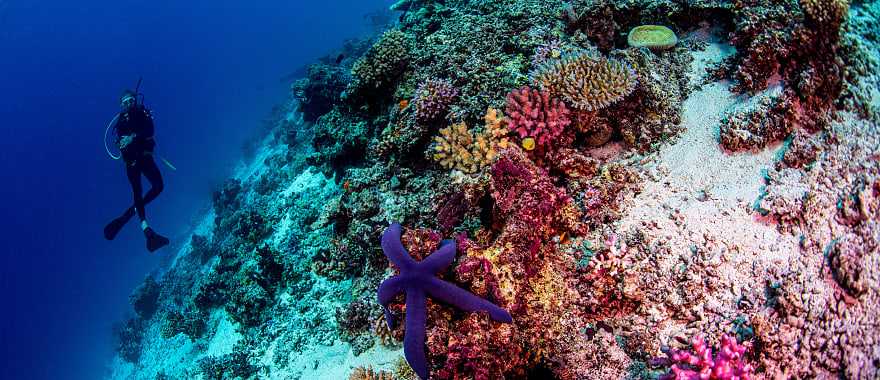 Scuba diver in Fiji