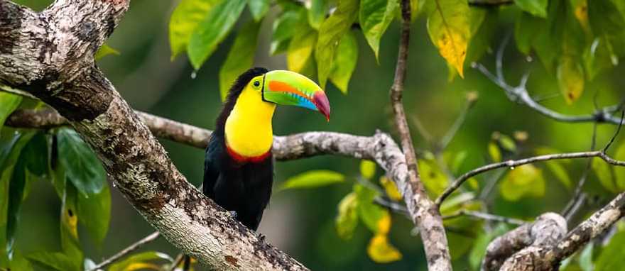 Keel-billed Toucan in Belize Keel-billed Toucan in Belize