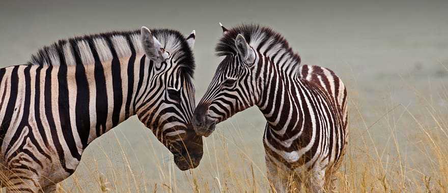 A mother and baby zebra in  Botswana.